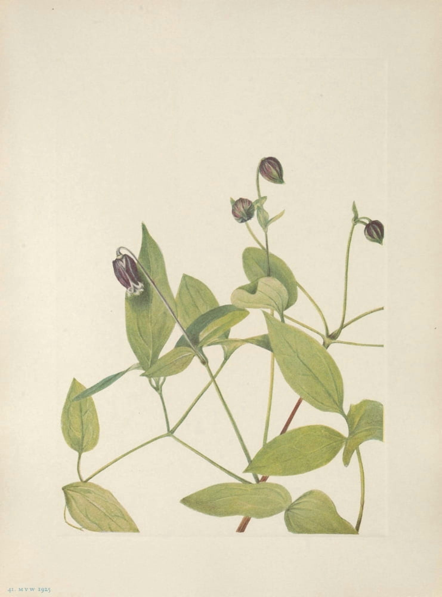 N American Wild Flowers 1925 Leatherflower Canvas Art - Mary V Walcott (24 x 36)