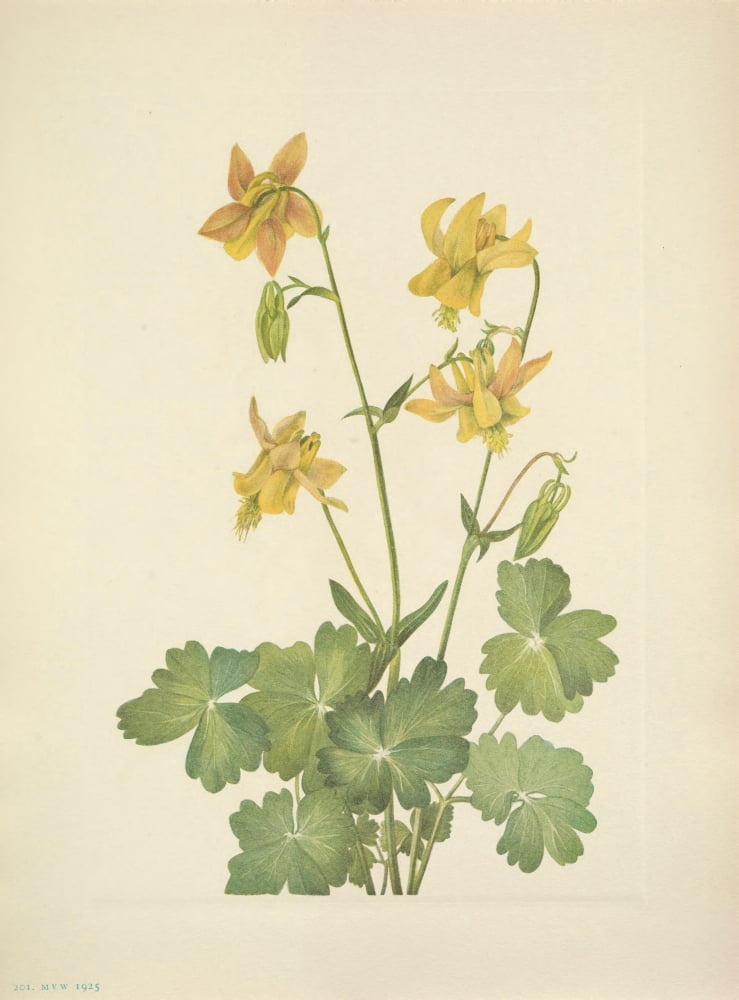 N American Wild Flowers 1925 Lemon Columbine Canvas Art - Mary V Walcott (18 x 24)
