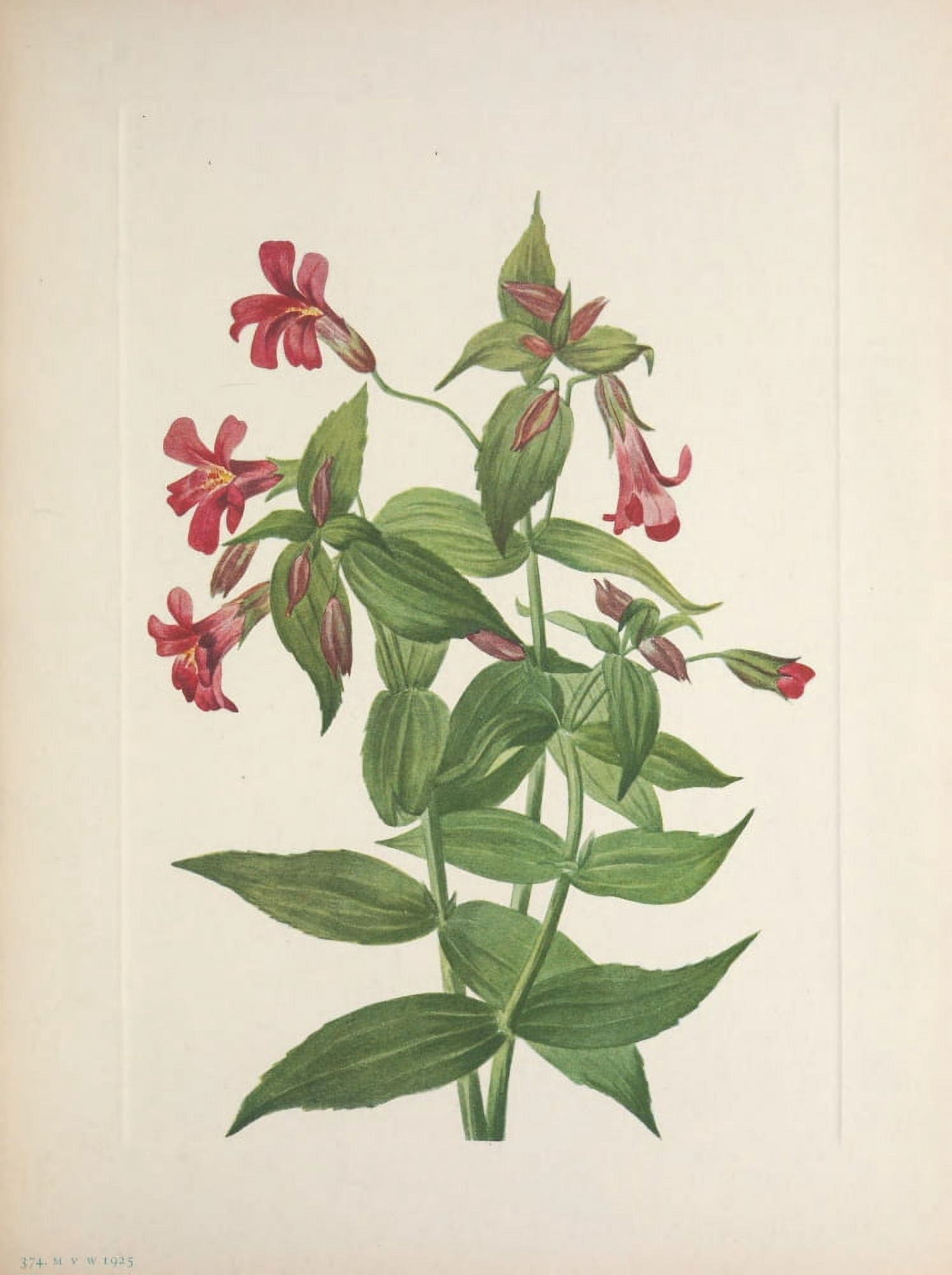 N American Wild Flowers 1925 Lewis Monkeyflower Canvas Art - Mary V Walcott (18 x 24)