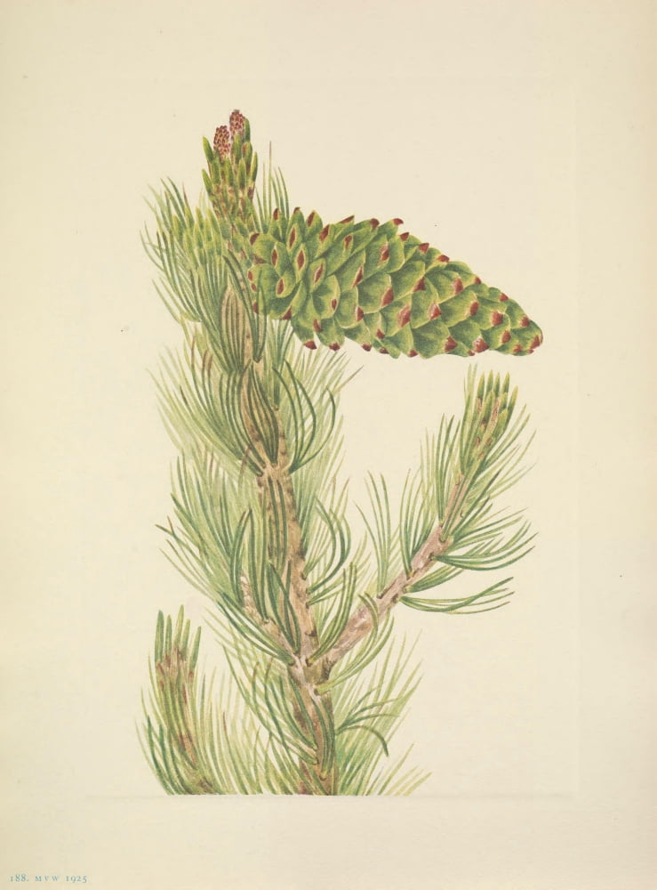 N American Wild Flowers 1925 Limber Pine Canvas Art - Mary V Walcott (18 x 24)
