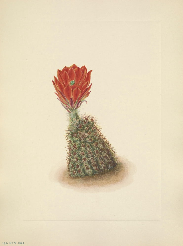 N American Wild Flowers 1925 Lloyds Strawberry-cactus Canvas Art - Mary V Walcott (24 x 36)