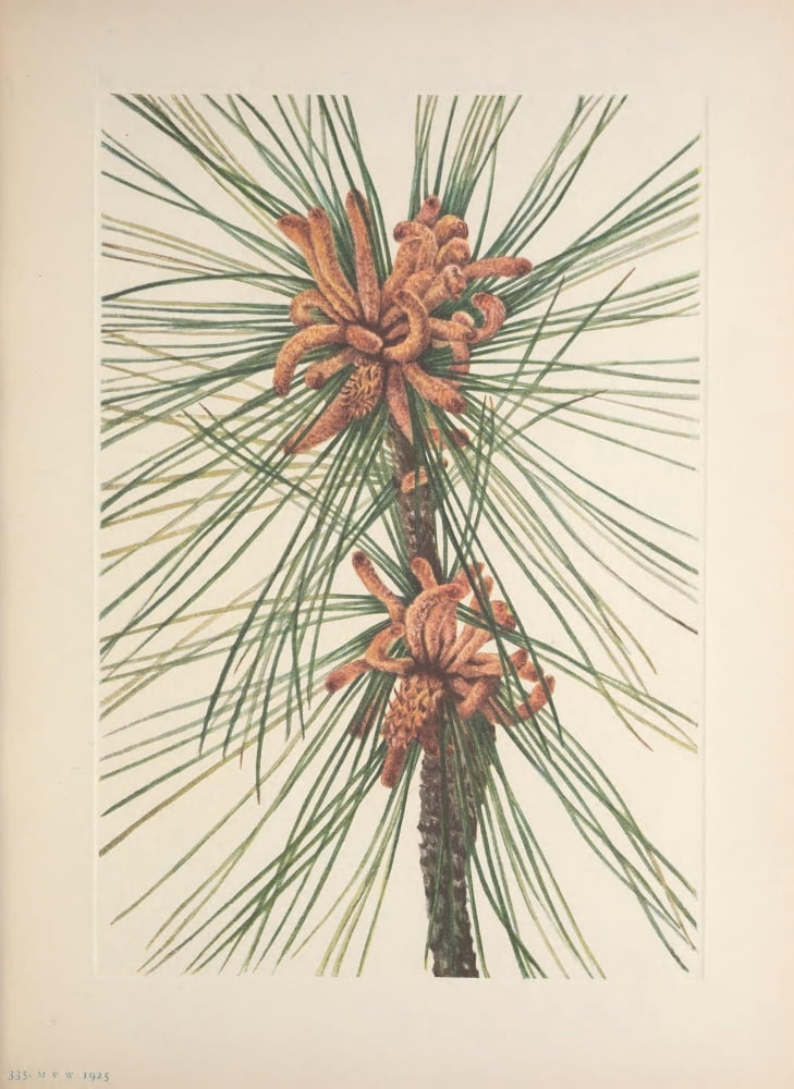N American Wild Flowers 1925 Loblolly Pine Canvas Art - Mary V Walcott (18 x 24)