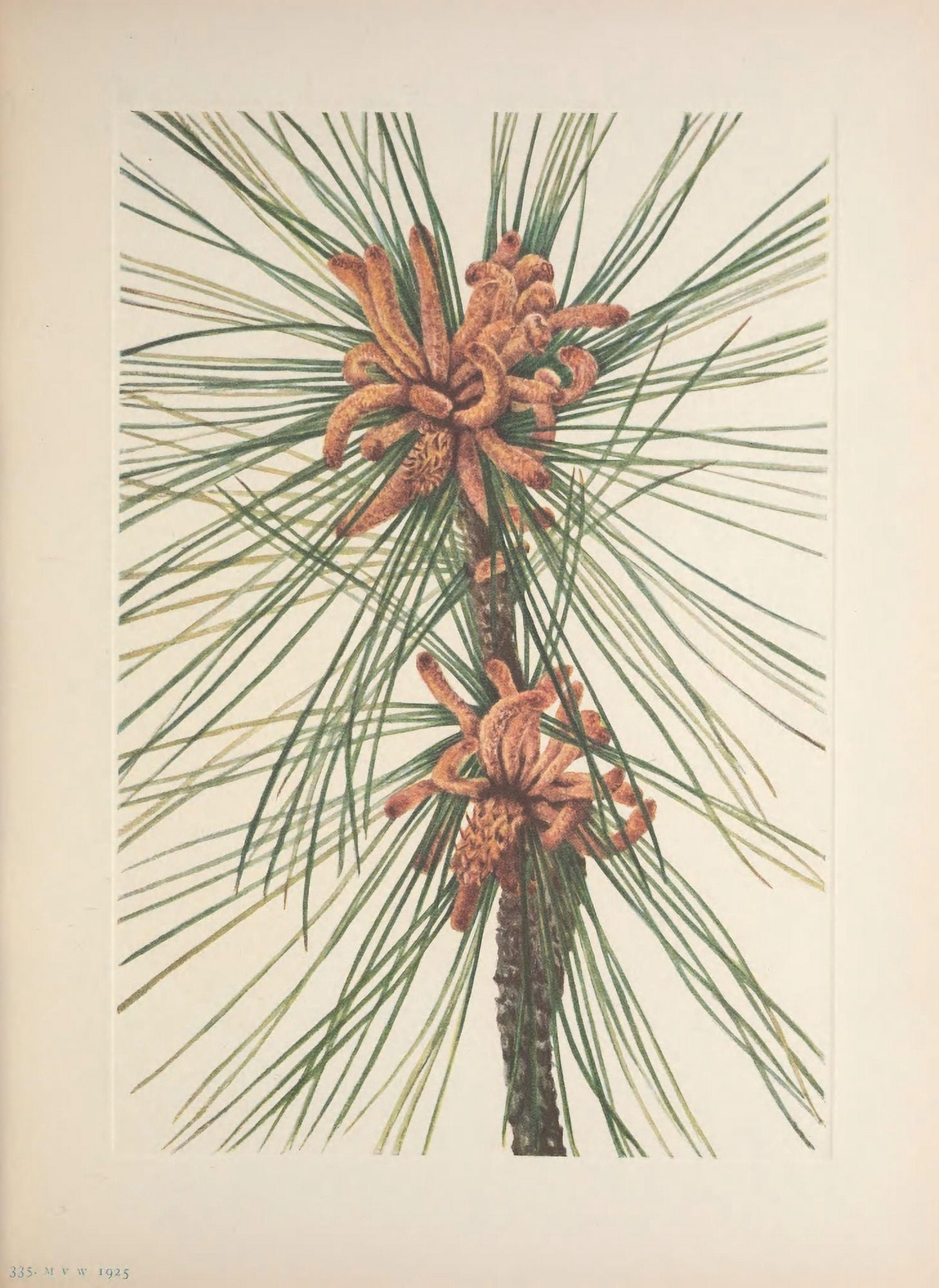 N American Wild Flowers 1925 Loblolly Pine Canvas Art - Mary V Walcott (24 x 36)