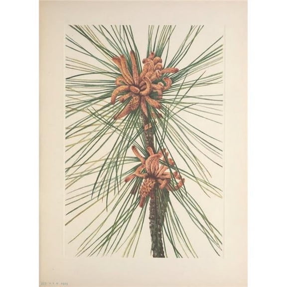 N. American Wild Flowers 1925 Loblolly Pine Poster Print by Mary V. Walcott