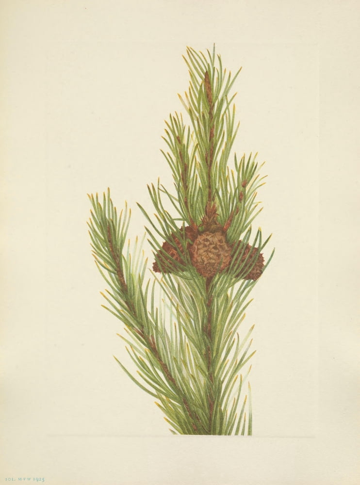 N American Wild Flowers 1925 Lodgepole Pine Canvas Art - Mary V Walcott (18 x 24)