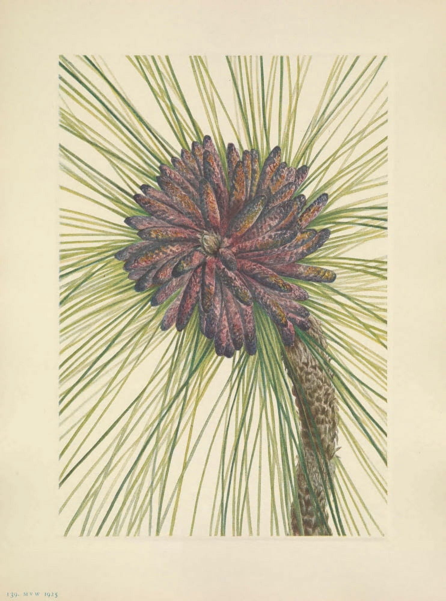N American Wild Flowers 1925 Longleaf Pine Canvas Art - Mary V Walcott (18 x 24)