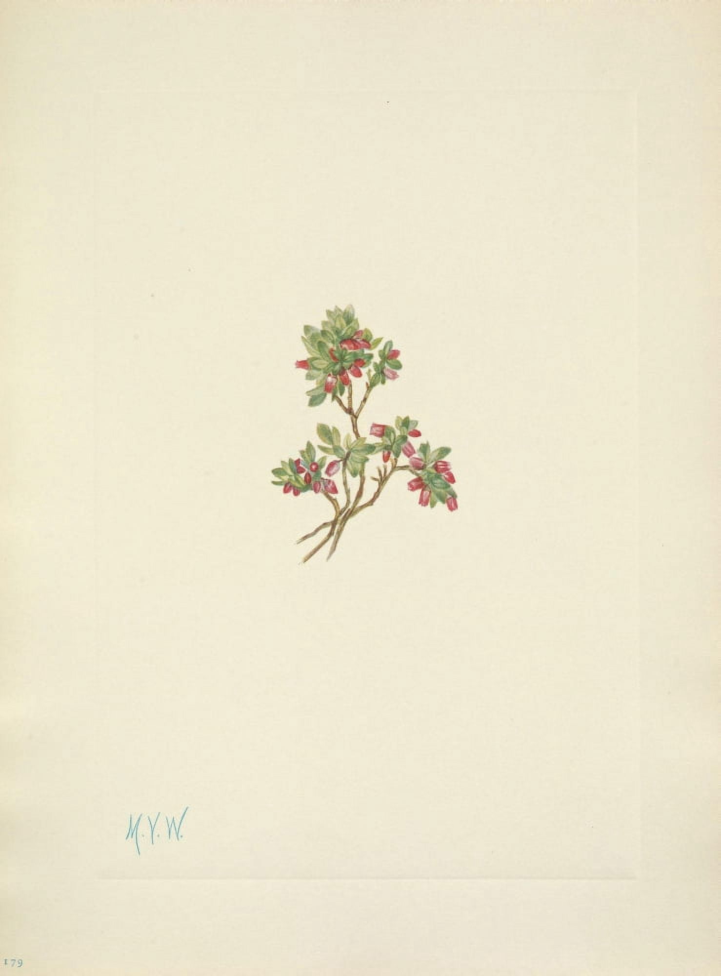 N American Wild Flowers 1925 Low Whortleberry Canvas Art - Mary V Walcott (24 x 36)
