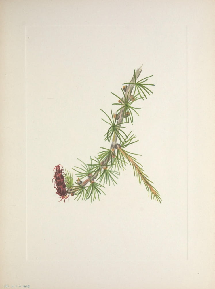 N American Wild Flowers 1925 Lyall Larch Canvas Art - Mary V Walcott (24 x 36)