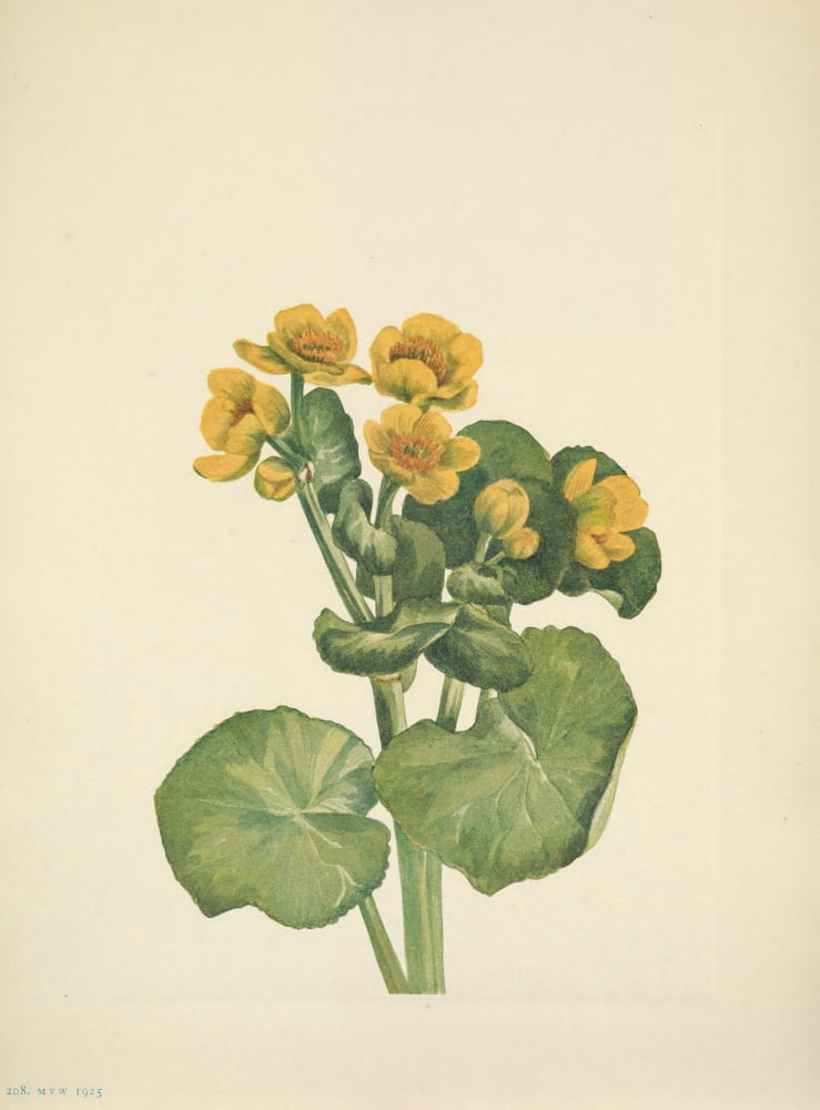 N American Wild Flowers 1925 Marshmarigold Canvas Art - Mary V Walcott (18 x 24)