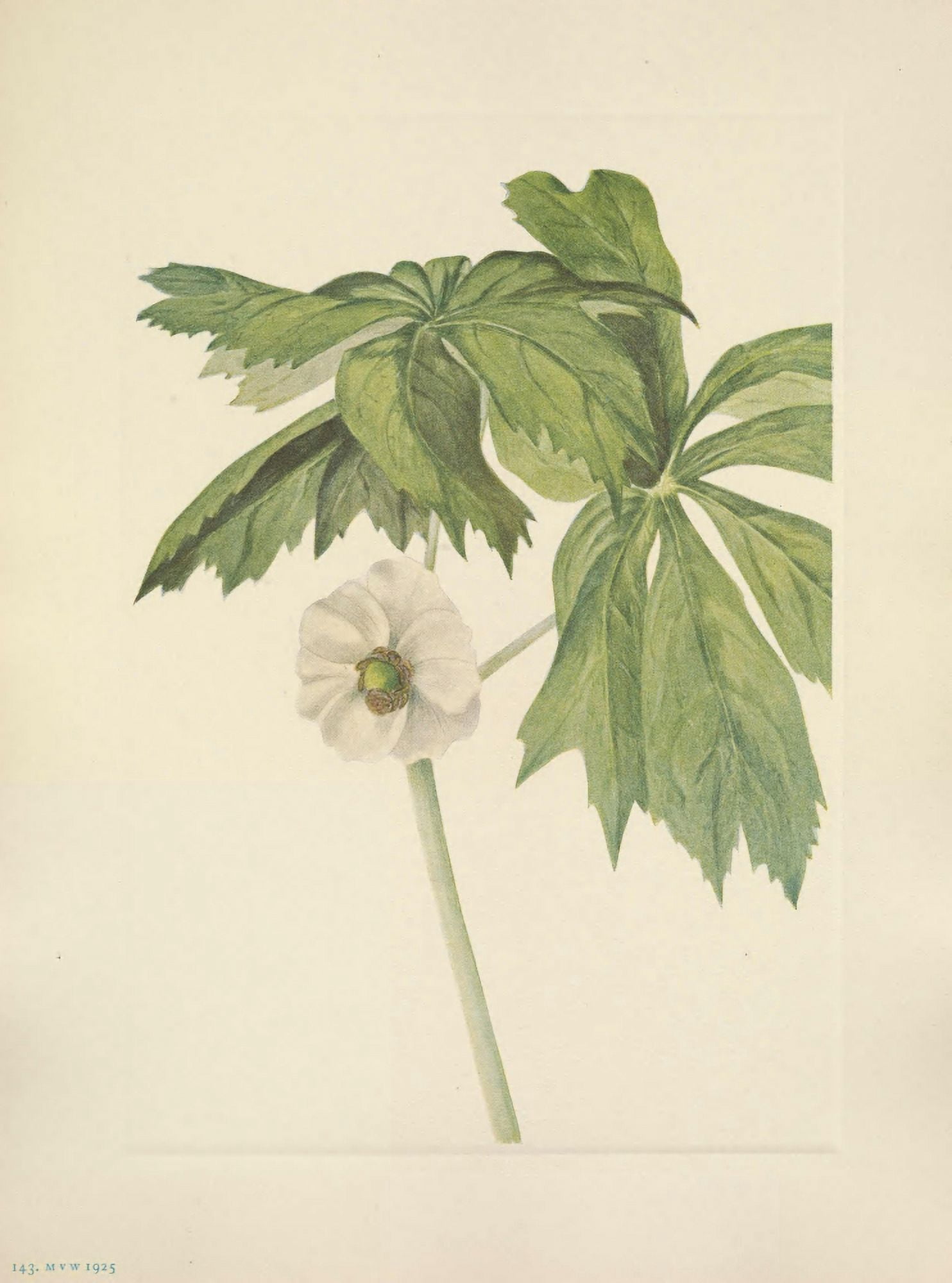 N American Wild Flowers 1925 Mayapple Canvas Art - Mary V Walcott (24 x 36)