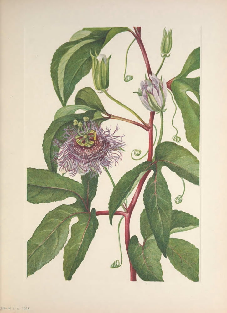 N American Wild Flowers 1925 Maypop Canvas Art - Mary V Walcott (24 x 36)
