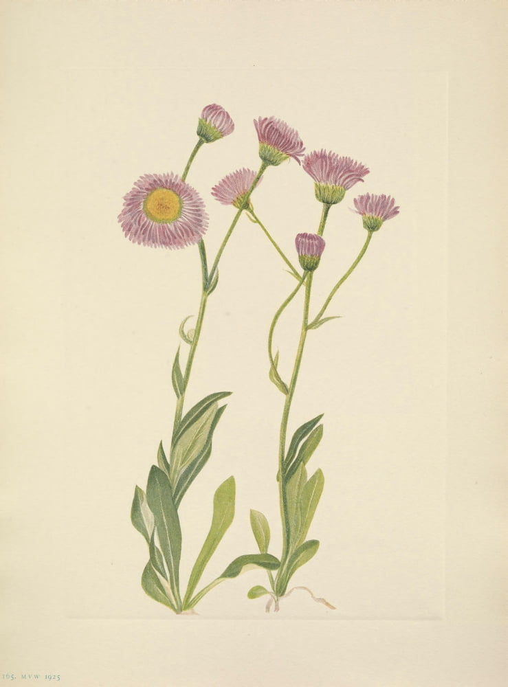N American Wild Flowers 1925 Meadow Fleabane Canvas Art - Mary V Walcott (18 x 24)