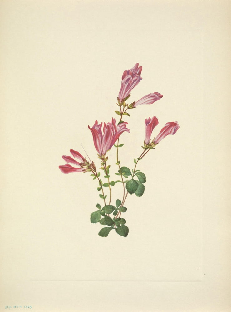 N American Wild Flowers 1925 Menzies Pentstemon Canvas Art - Mary V Walcott (18 x 24)