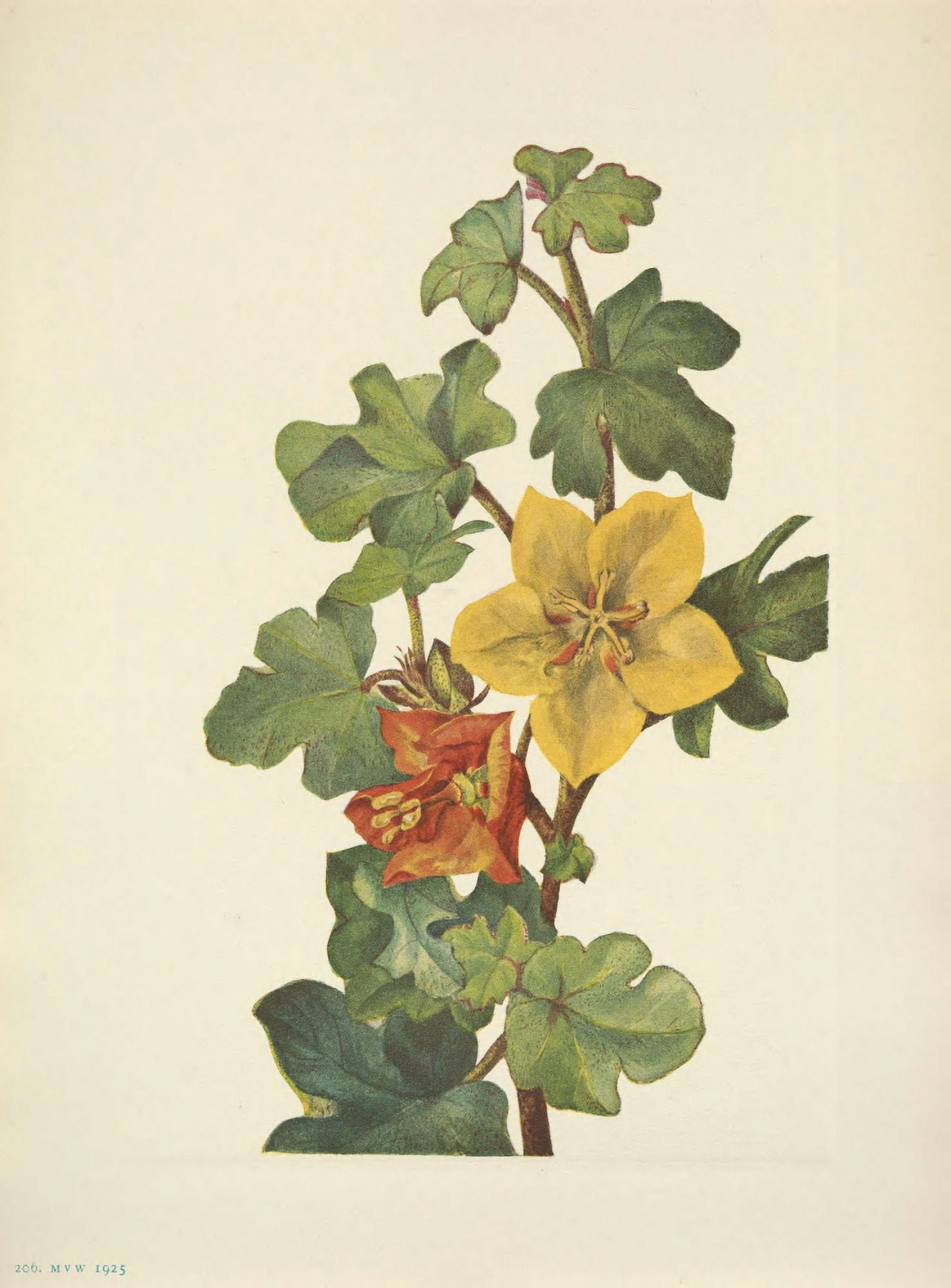 N American Wild Flowers 1925 Mexican Fremontia Canvas Art - Mary V Walcott (18 x 24)