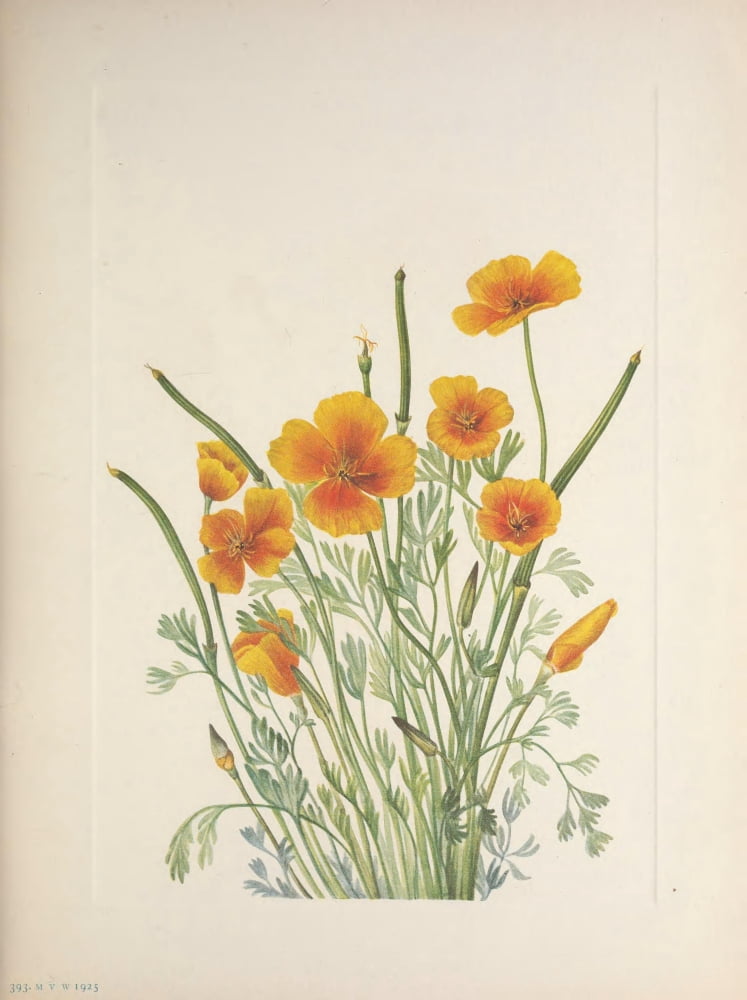 N American Wild Flowers 1925 Mexican Poppy Canvas Art - Mary V Walcott (18 x 24)