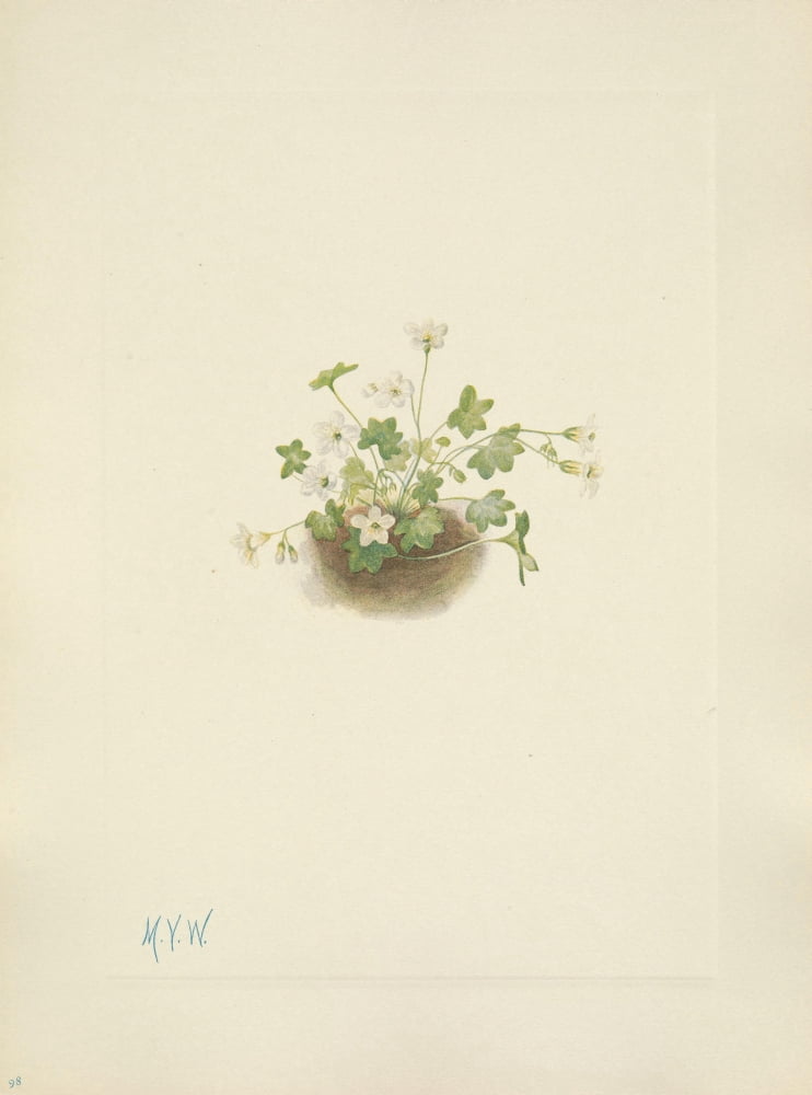 N American Wild Flowers 1925 Mistmaiden Canvas Art - Mary V Walcott (18 x 24)