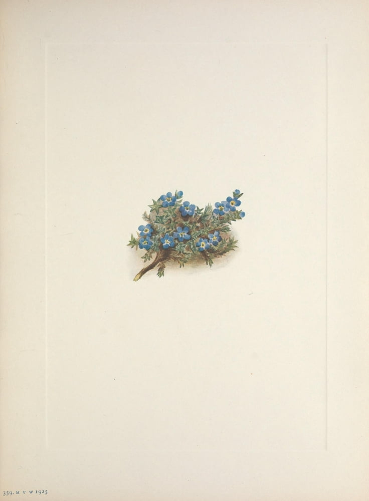 N American Wild Flowers 1925 Moss Forget-me-not Canvas Art - Mary V Walcott (18 x 24)