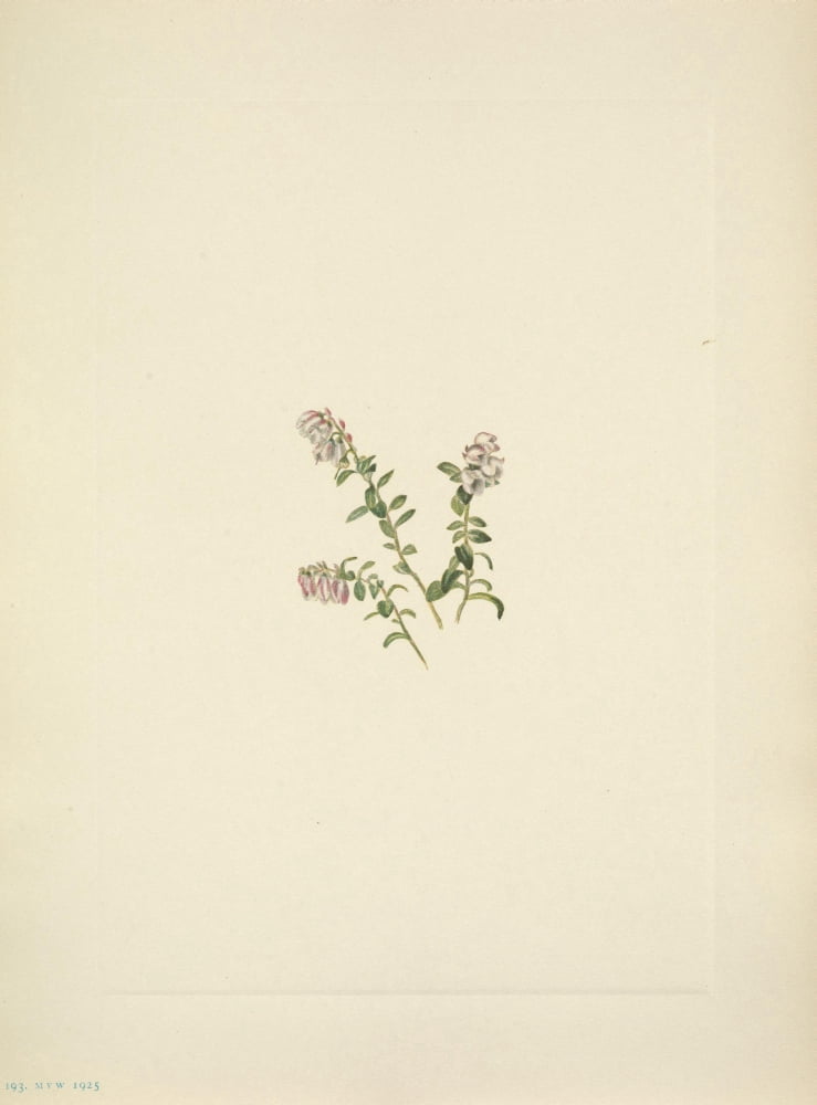 N American Wild Flowers 1925 Mountain Cranberry flower Canvas Art - Mary V Walcott (24 x 36)