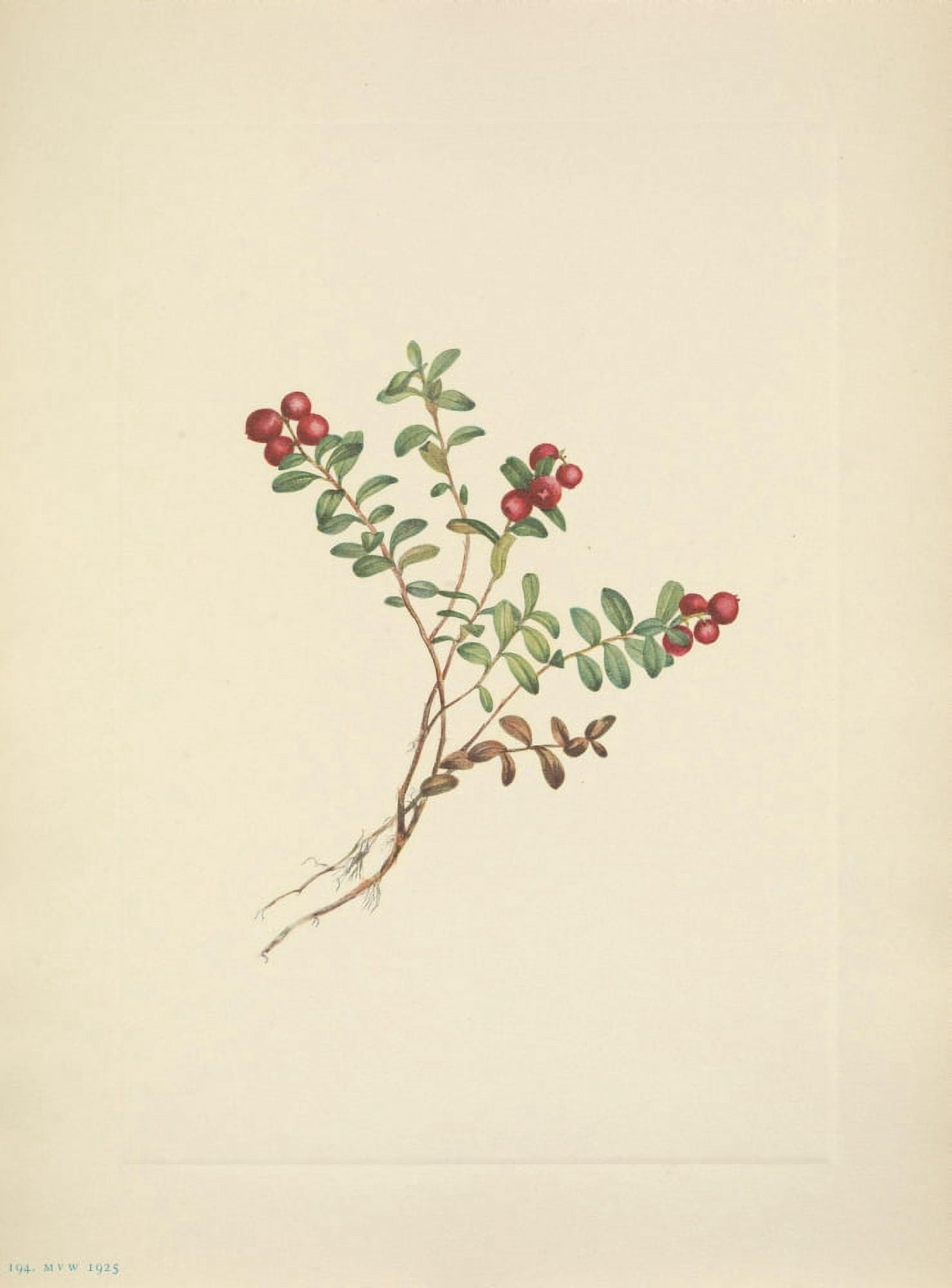 N American Wild Flowers 1925 Mountain Cranberry fruit Canvas Art - Mary V Walcott (18 x 24)