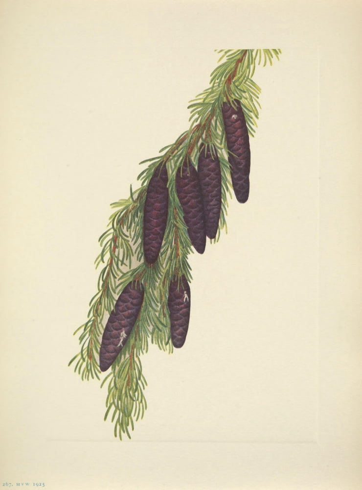 N American Wild Flowers 1925 Mountain Hemlock Canvas Art - Mary V Walcott (18 x 24)