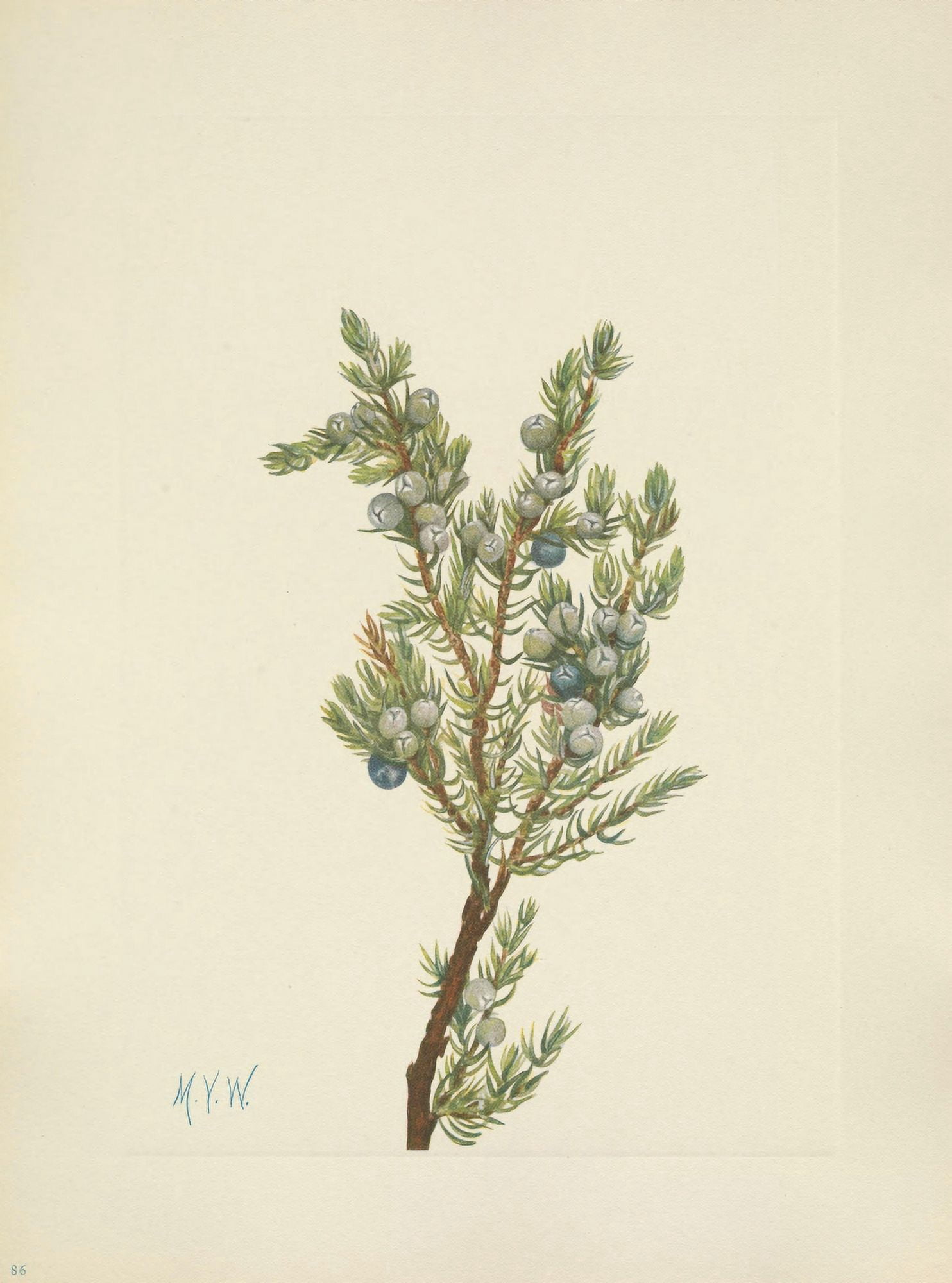 N American Wild Flowers 1925 Mountain Juniper Canvas Art - Mary V Walcott (18 x 24)