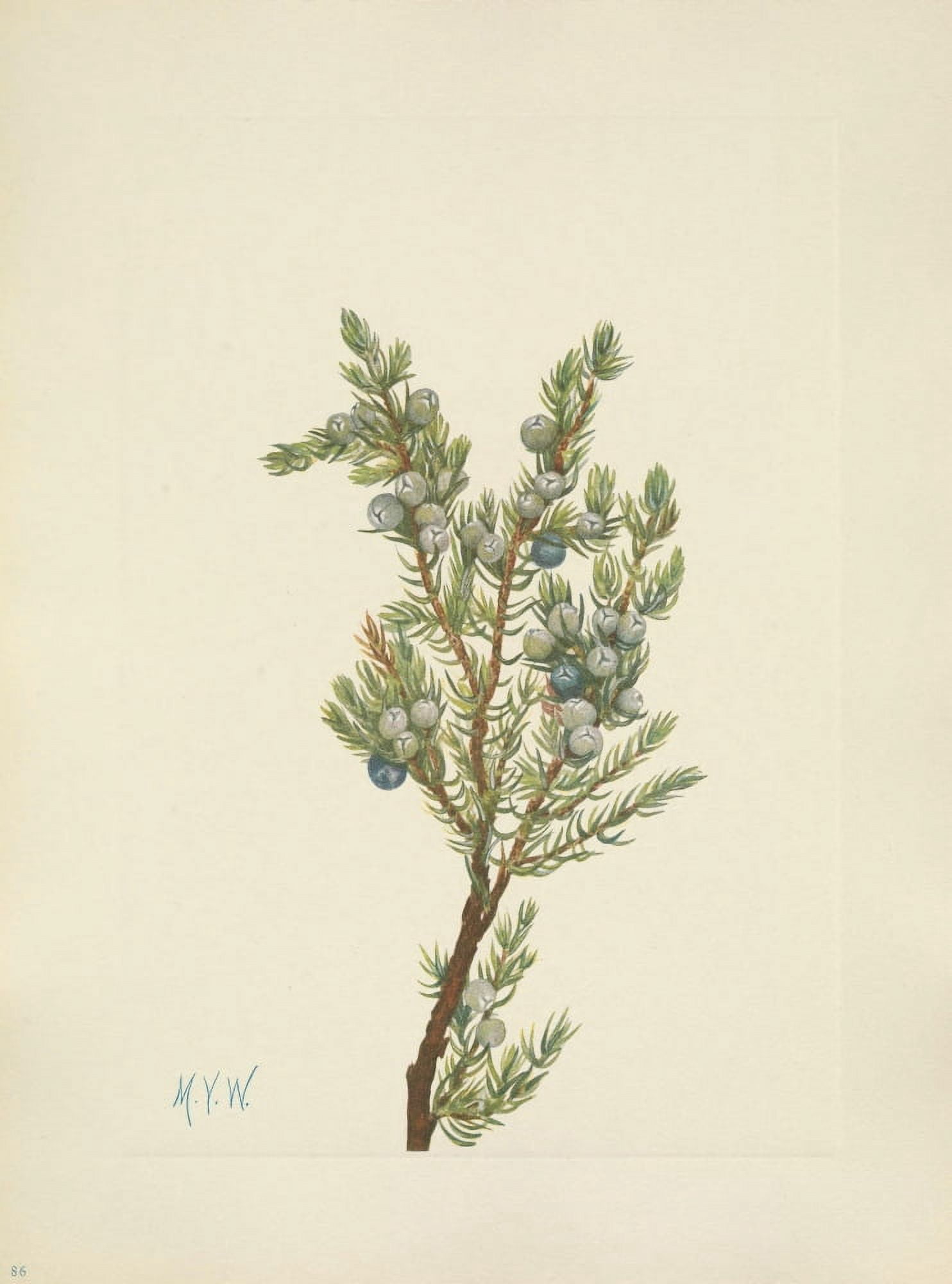 N American Wild Flowers 1925 Mountain Juniper Canvas Art - Mary V Walcott (24 x 36)