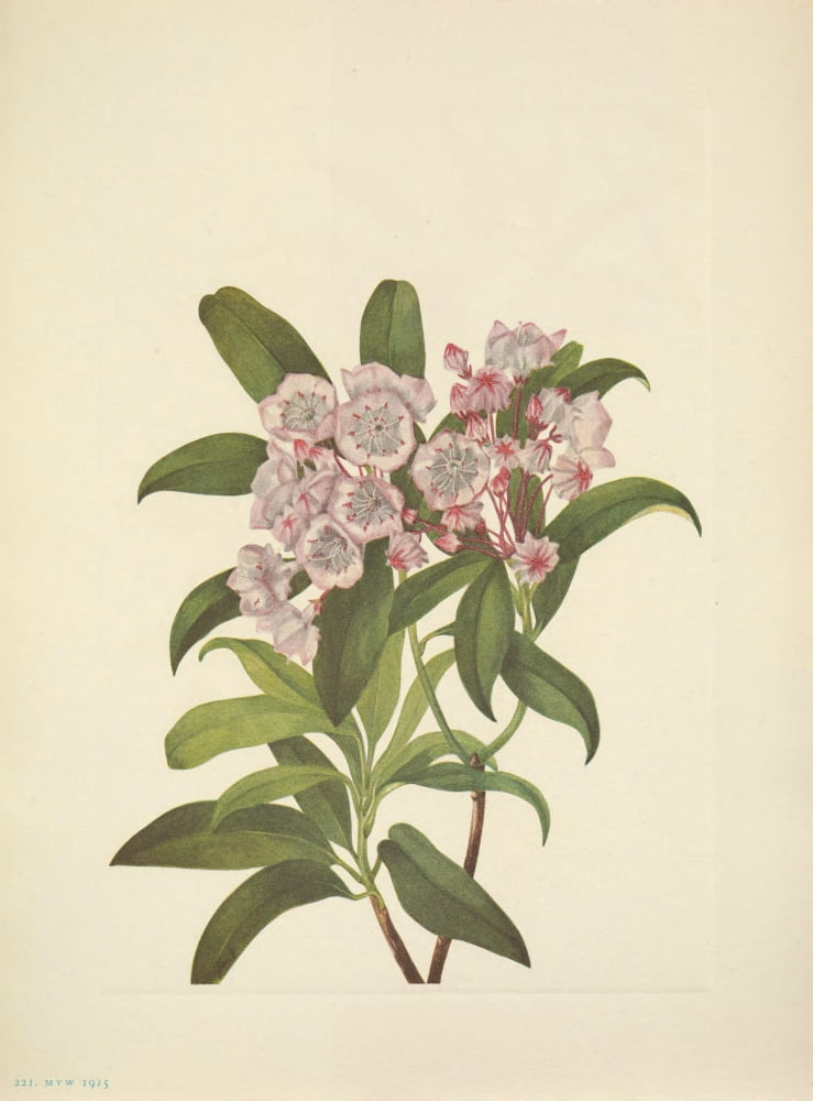 N American Wild Flowers 1925 Mountain Laurel Canvas Art - Mary V Walcott (18 x 24)