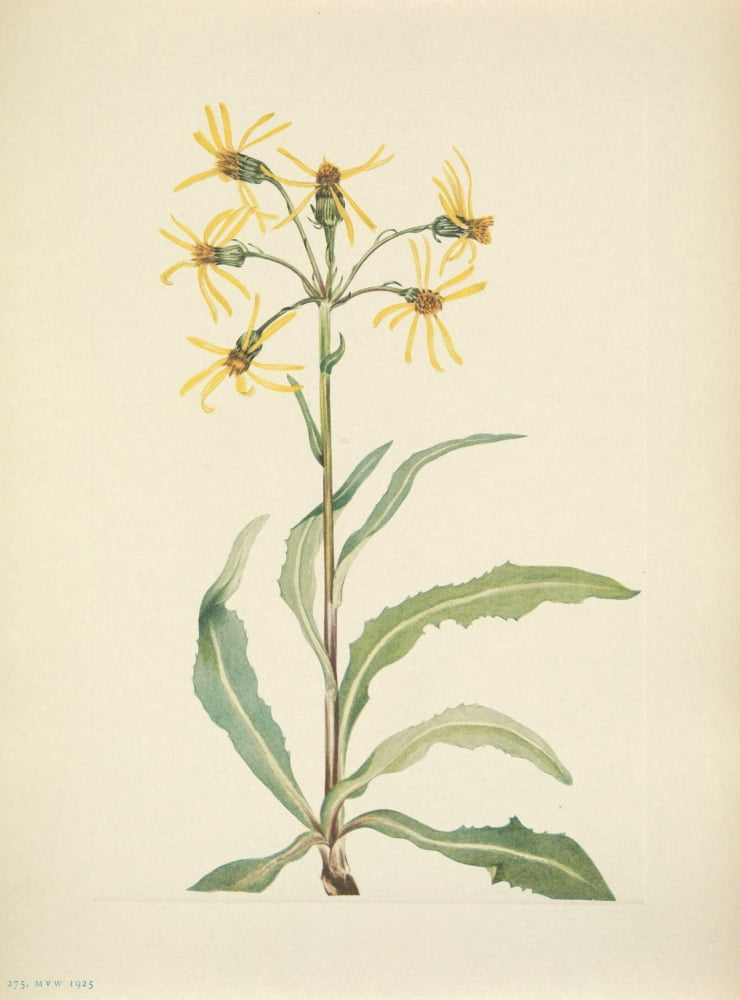 N American Wild Flowers 1925 Mourning Groundsel Canvas Art - Mary V Walcott (18 x 24)