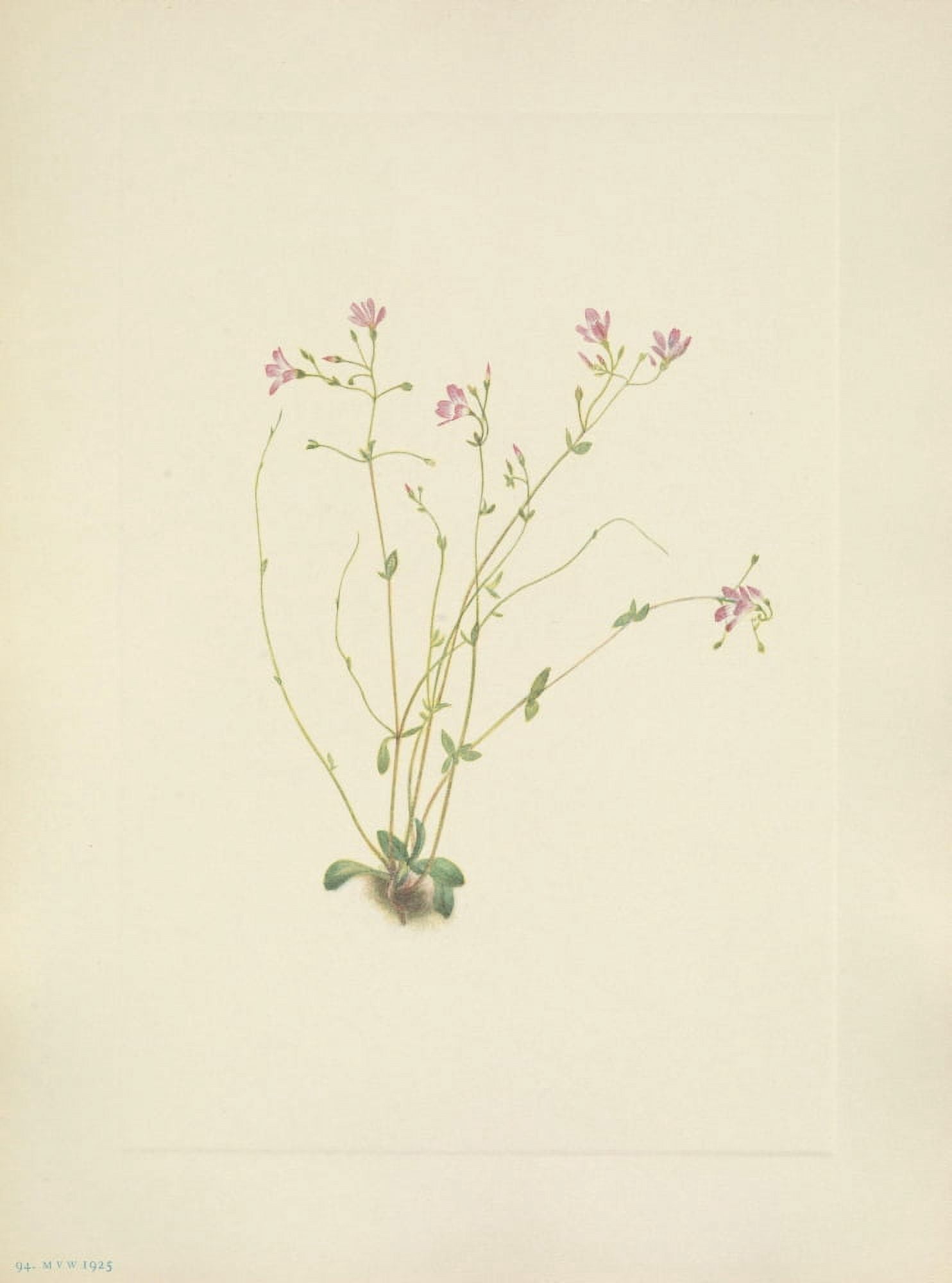 N American Wild Flowers 1925 Naiad Springbeauty Canvas Art - Mary V Walcott (18 x 24)