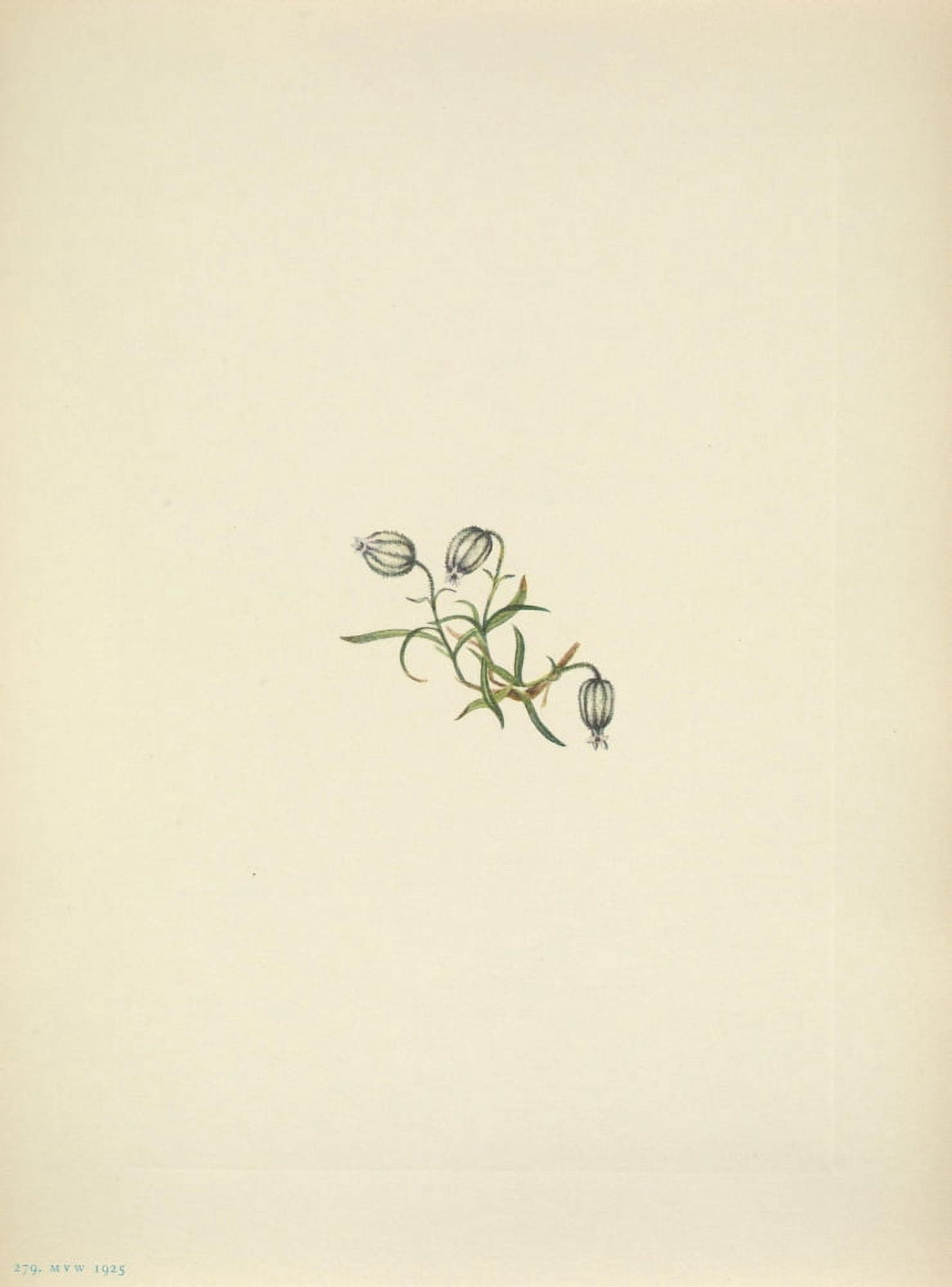 N American Wild Flowers 1925 Nodding Campion Canvas Art - Mary V Walcott (18 x 24)