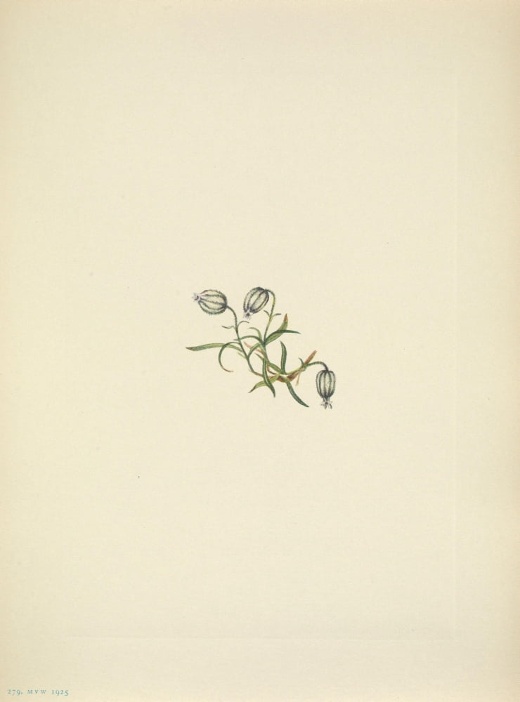 N American Wild Flowers 1925 Nodding Campion Canvas Art - Mary V Walcott (24 x 36)