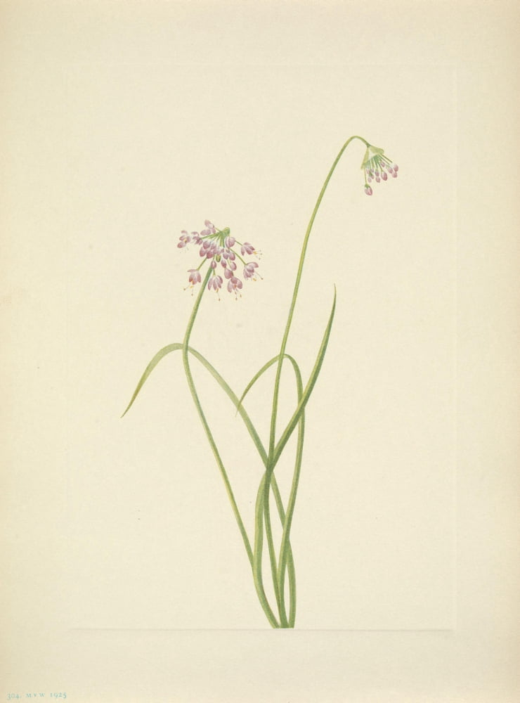 N American Wild Flowers 1925 Nodding Onion Canvas Art - Mary V Walcott (24 x 36)