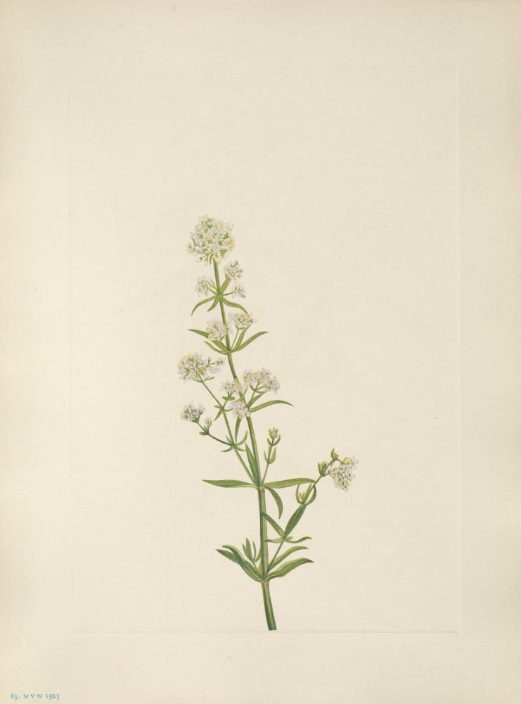 N American Wild Flowers 1925 Northern Bedstraw Canvas Art - Mary V Walcott (18 x 24)