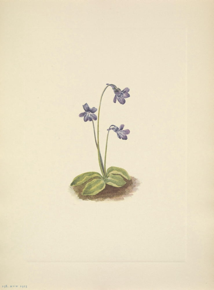 N American Wild Flowers 1925 Northern Butterwort Canvas Art - Mary V Walcott (18 x 24)