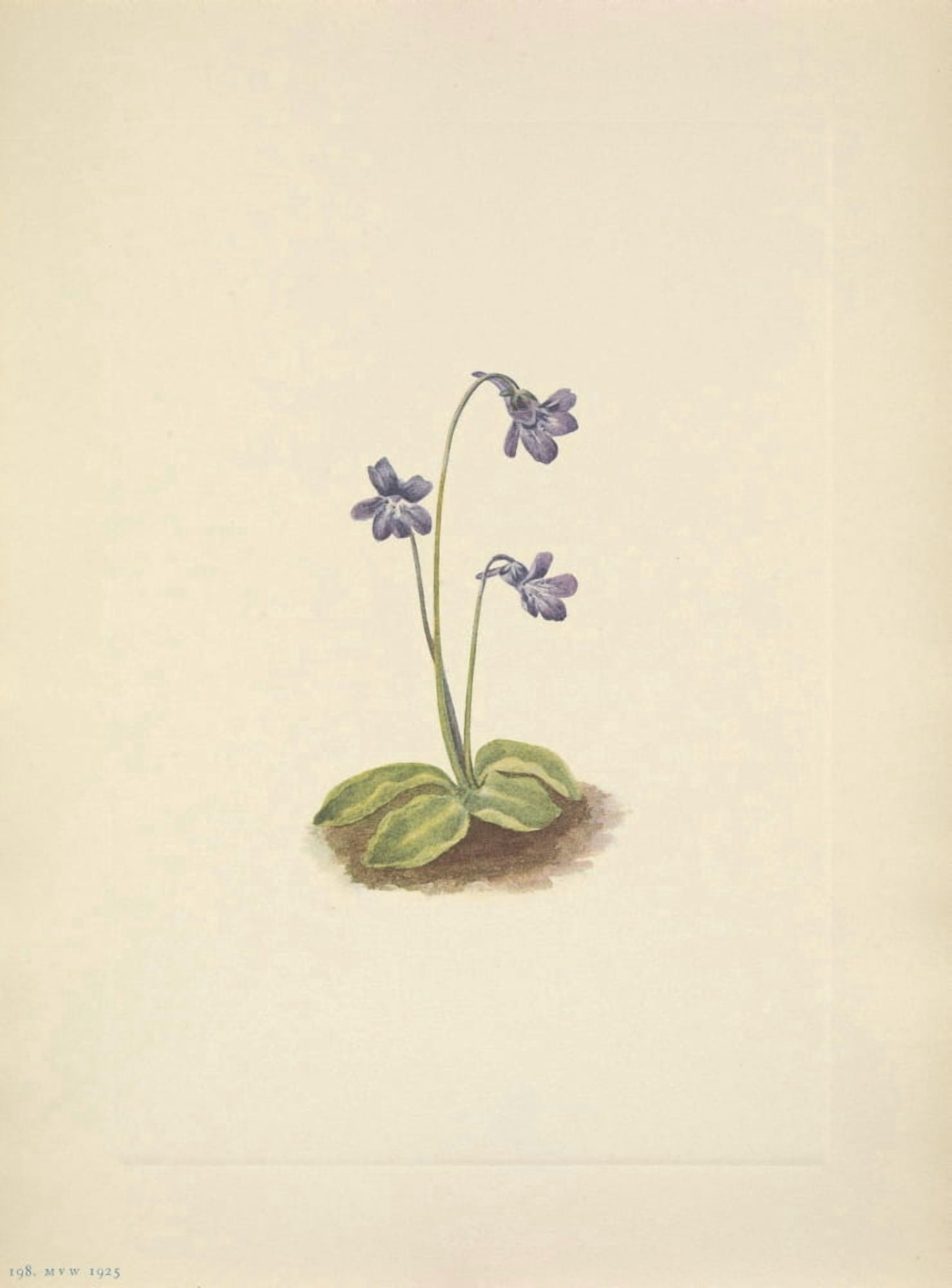 N American Wild Flowers 1925 Northern Butterwort Canvas Art - Mary V Walcott (24 x 36)