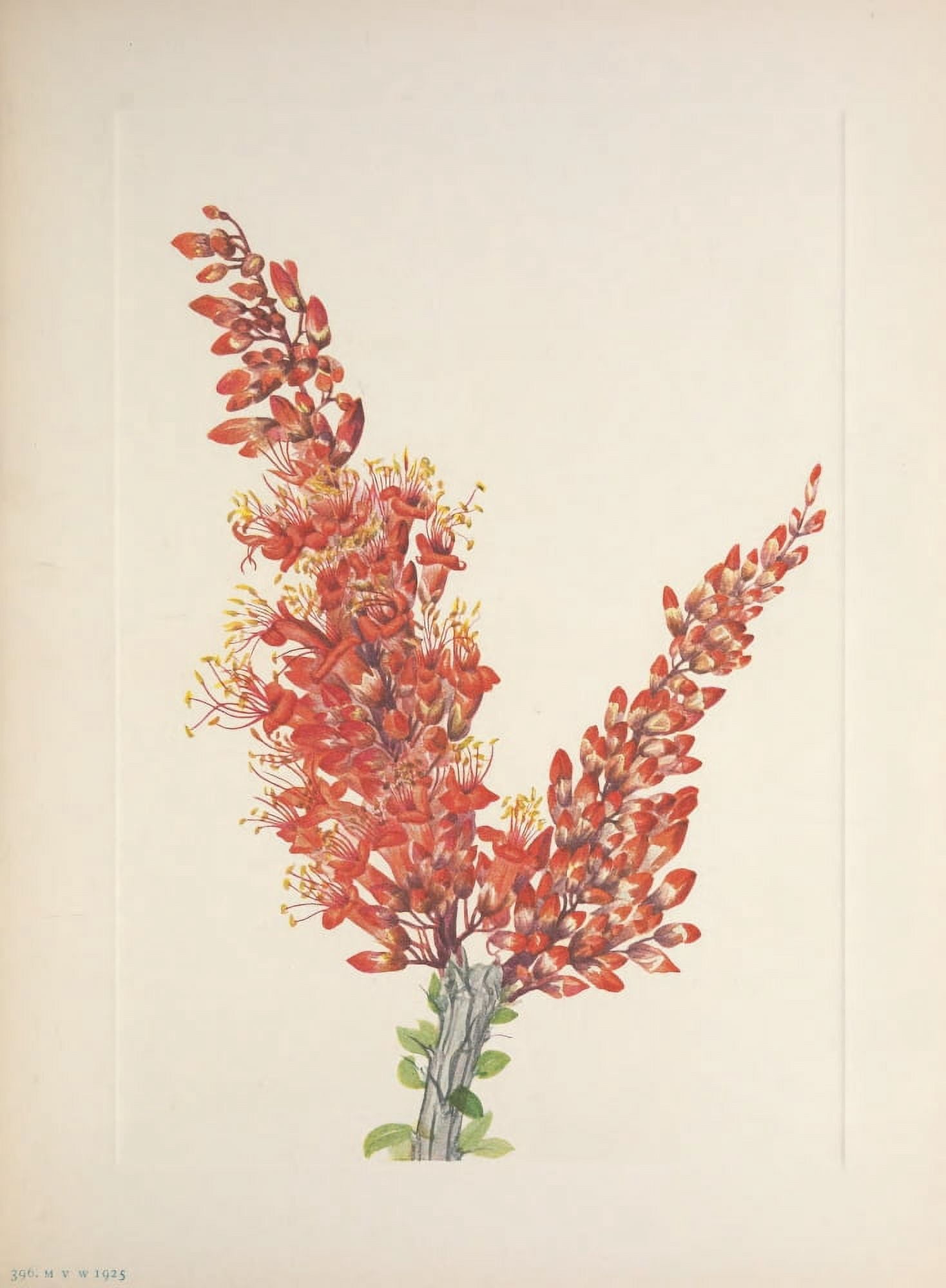 N American Wild Flowers 1925 Ocotillo Canvas Art - Mary V Walcott (18 x 24)