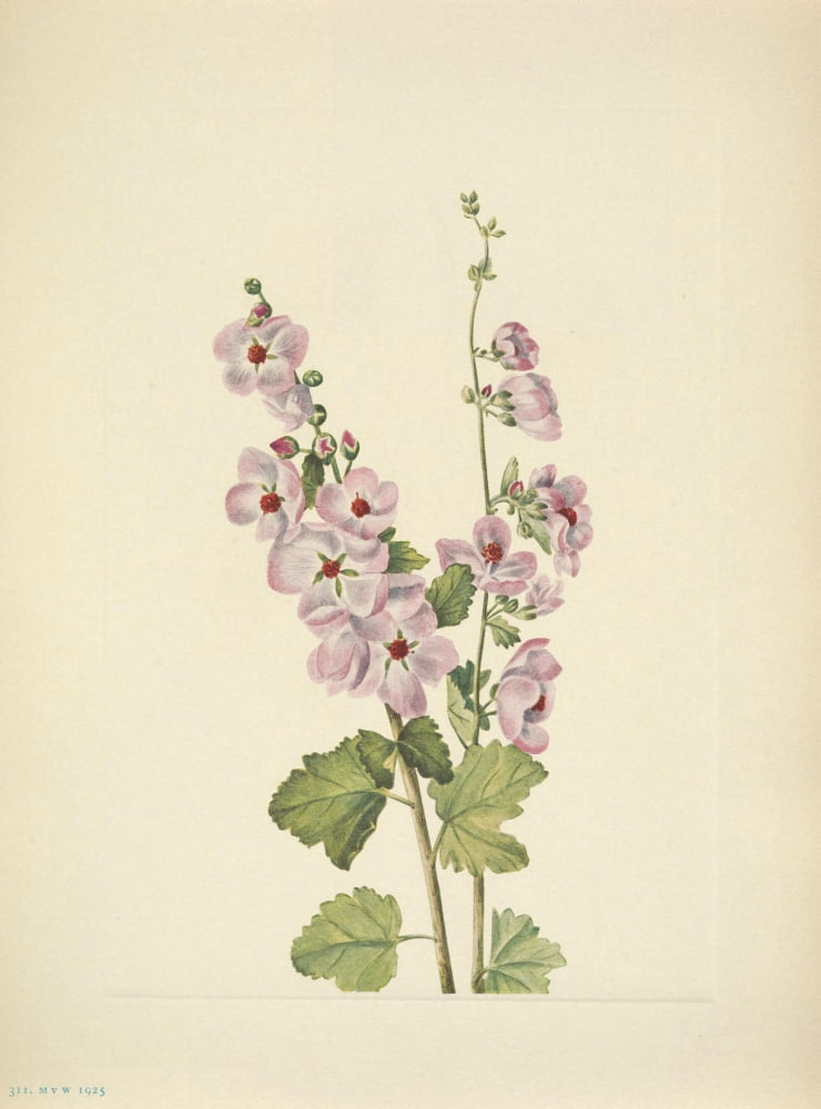 N American Wild Flowers 1925 Orange-eye Globemallow Canvas Art - Mary V Walcott (24 x 36)