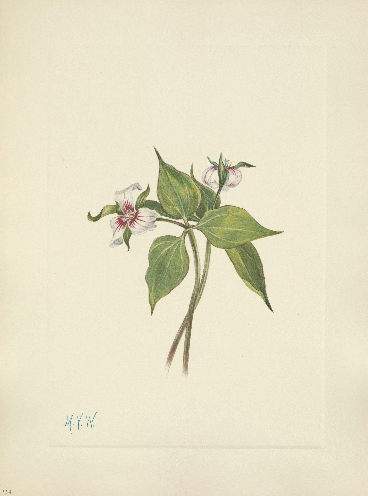 N American Wild Flowers 1925 Painted Trillium Canvas Art - Mary V Walcott (18 x 24)