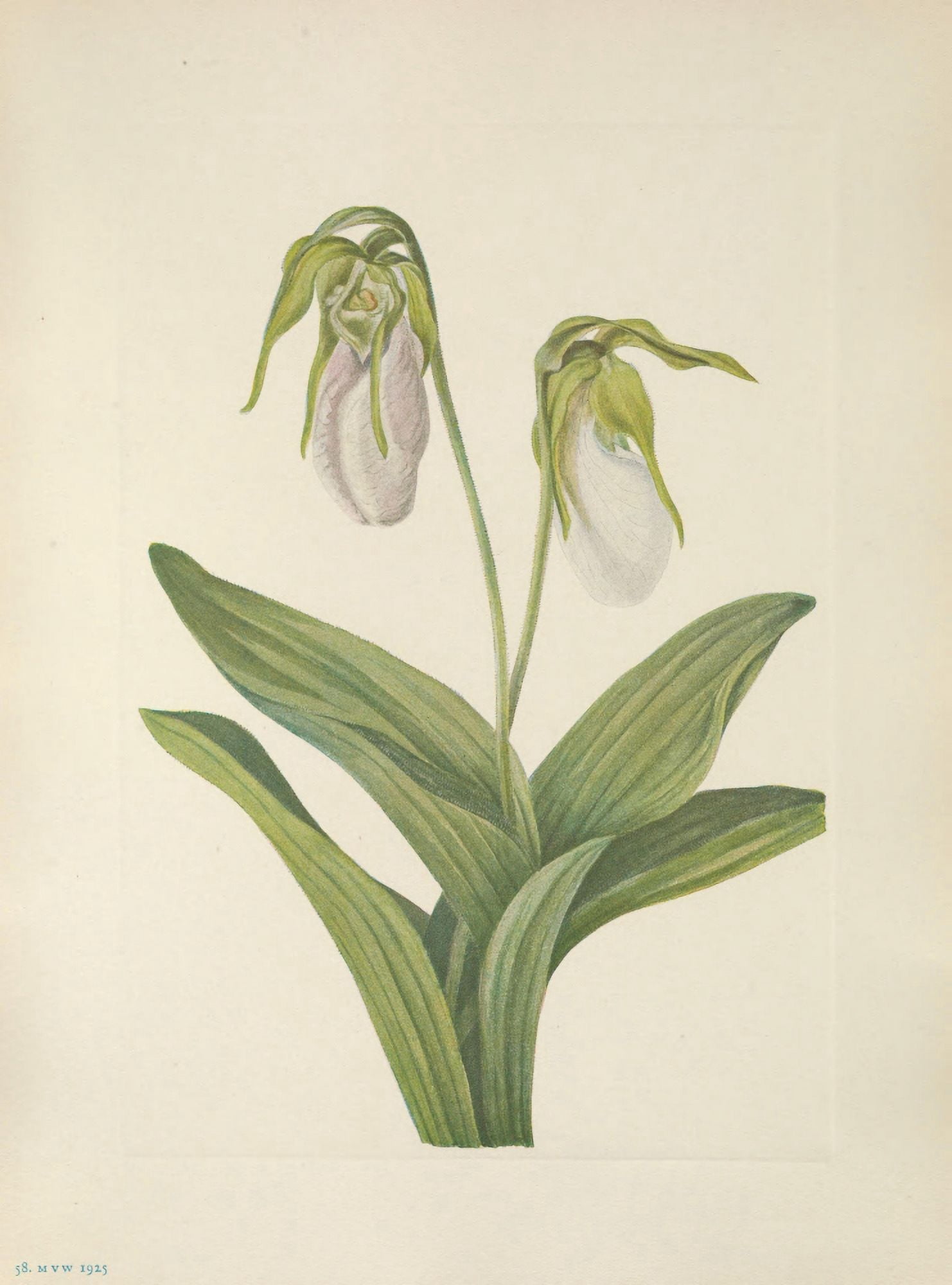 N American Wild Flowers 1925 Pale Ladyslipper Canvas Art - Mary V Walcott (18 x 24)