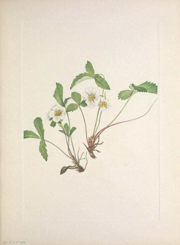 N American Wild Flowers 1925 Pale Strawberry Canvas Art - Mary V Walcott (24 x 36)