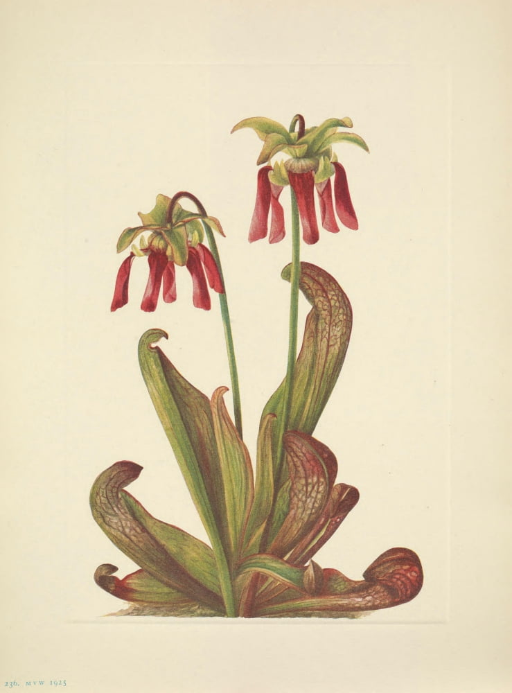 N American Wild Flowers 1925 Parrot Pitcherplant Canvas Art - Mary V Walcott (24 x 36)