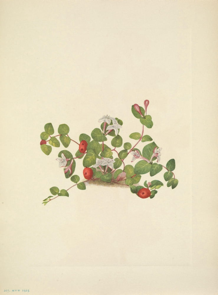 N American Wild Flowers 1925 Partridgeberry Canvas Art - Mary V Walcott (24 x 36)