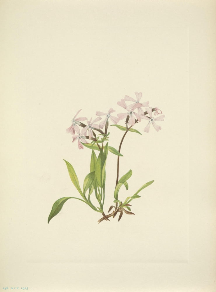 N American Wild Flowers 1925 Peatpink Canvas Art - Mary V Walcott (18 x 24)