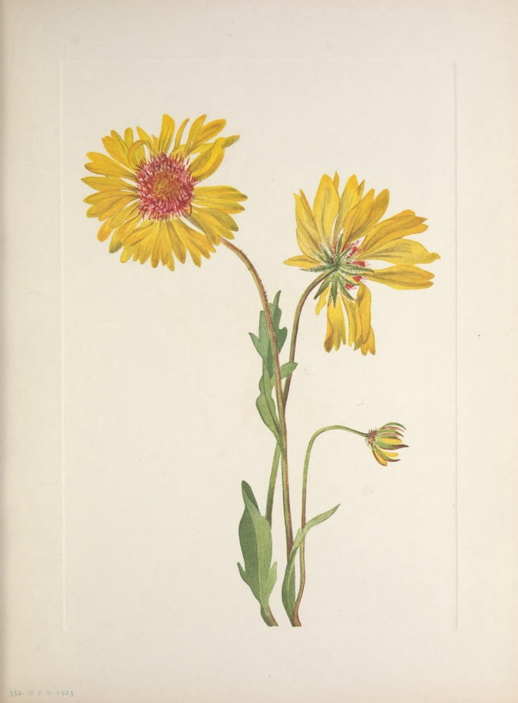 N American Wild Flowers 1925 Perennial Gaillardia Canvas Art - Mary V Walcott (24 x 36)