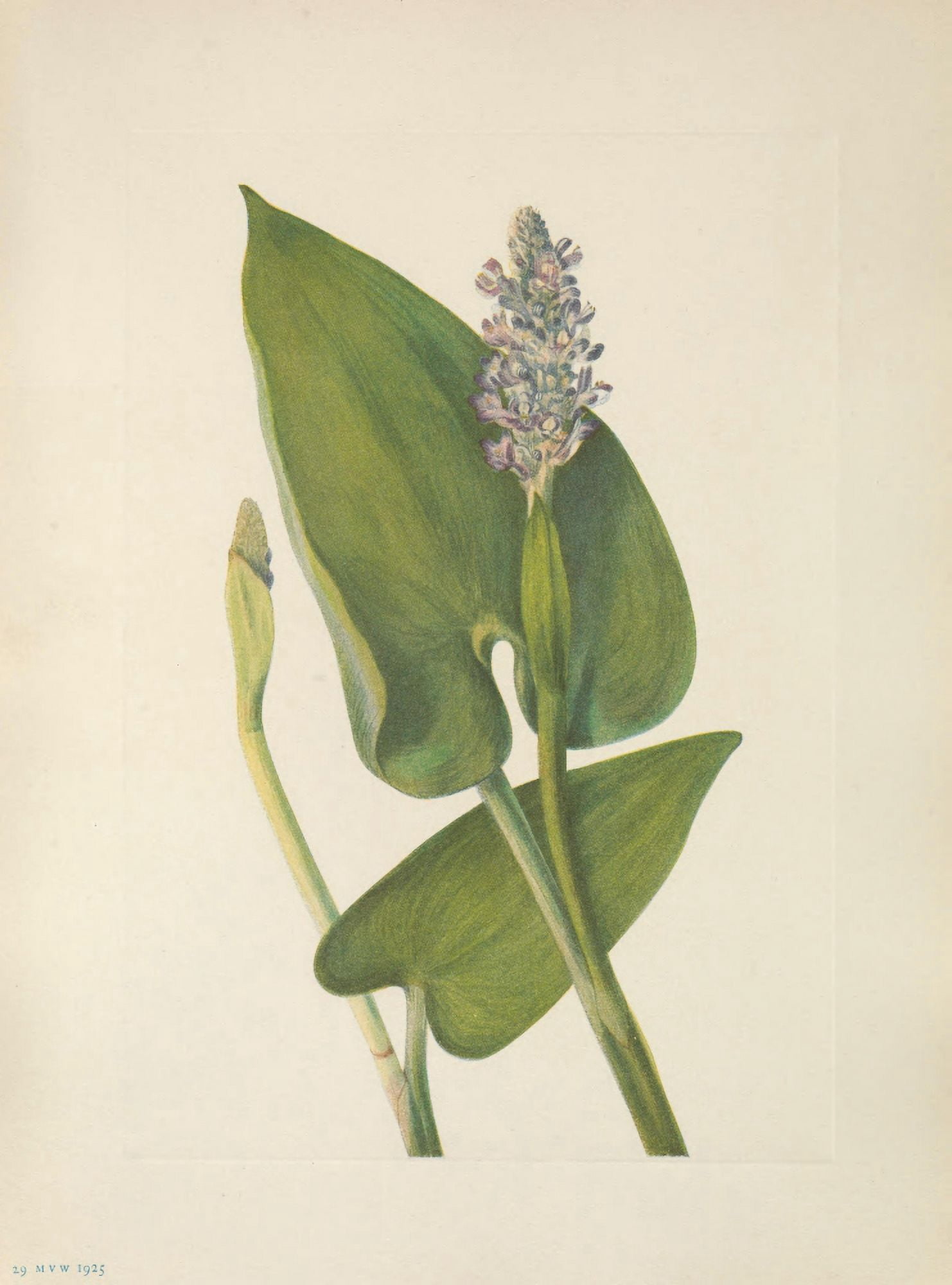 N American Wild Flowers 1925 Pickerelweed Canvas Art - Mary V Walcott (18 x 24)