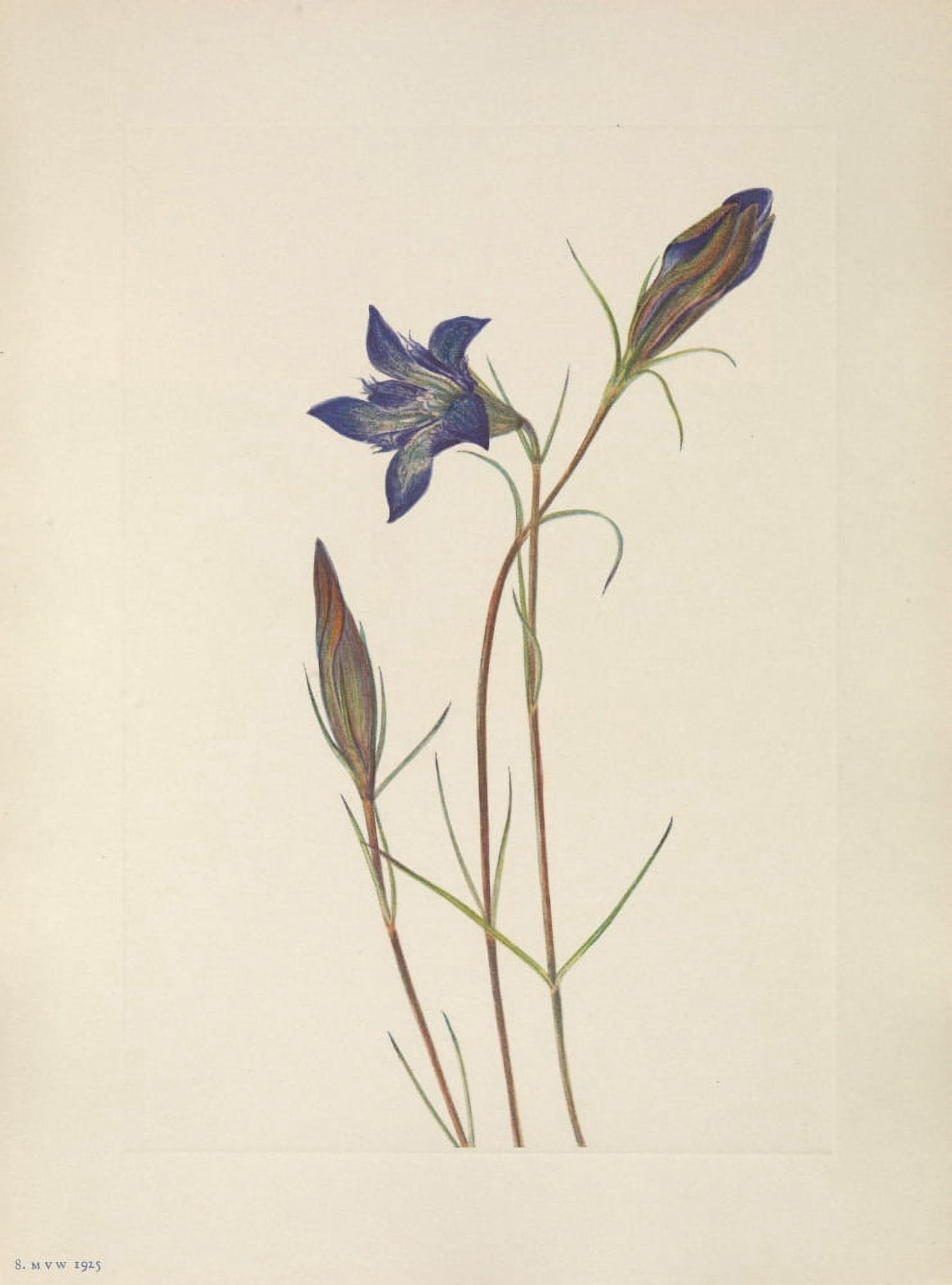 N American Wild Flowers 1925 Pinebarren Gentian Canvas Art - Mary V Walcott (18 x 24)