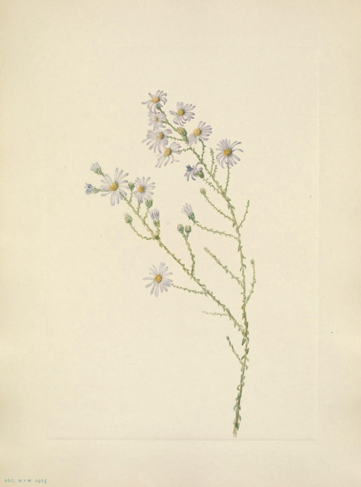 N American Wild Flowers 1925 Pineland Aster Canvas Art - Mary V Walcott (18 x 24)