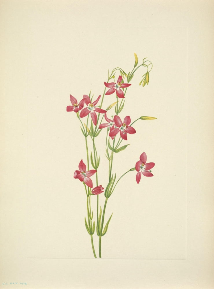 N American Wild Flowers 1925 Pink Centaurium Canvas Art - Mary V Walcott (18 x 24)