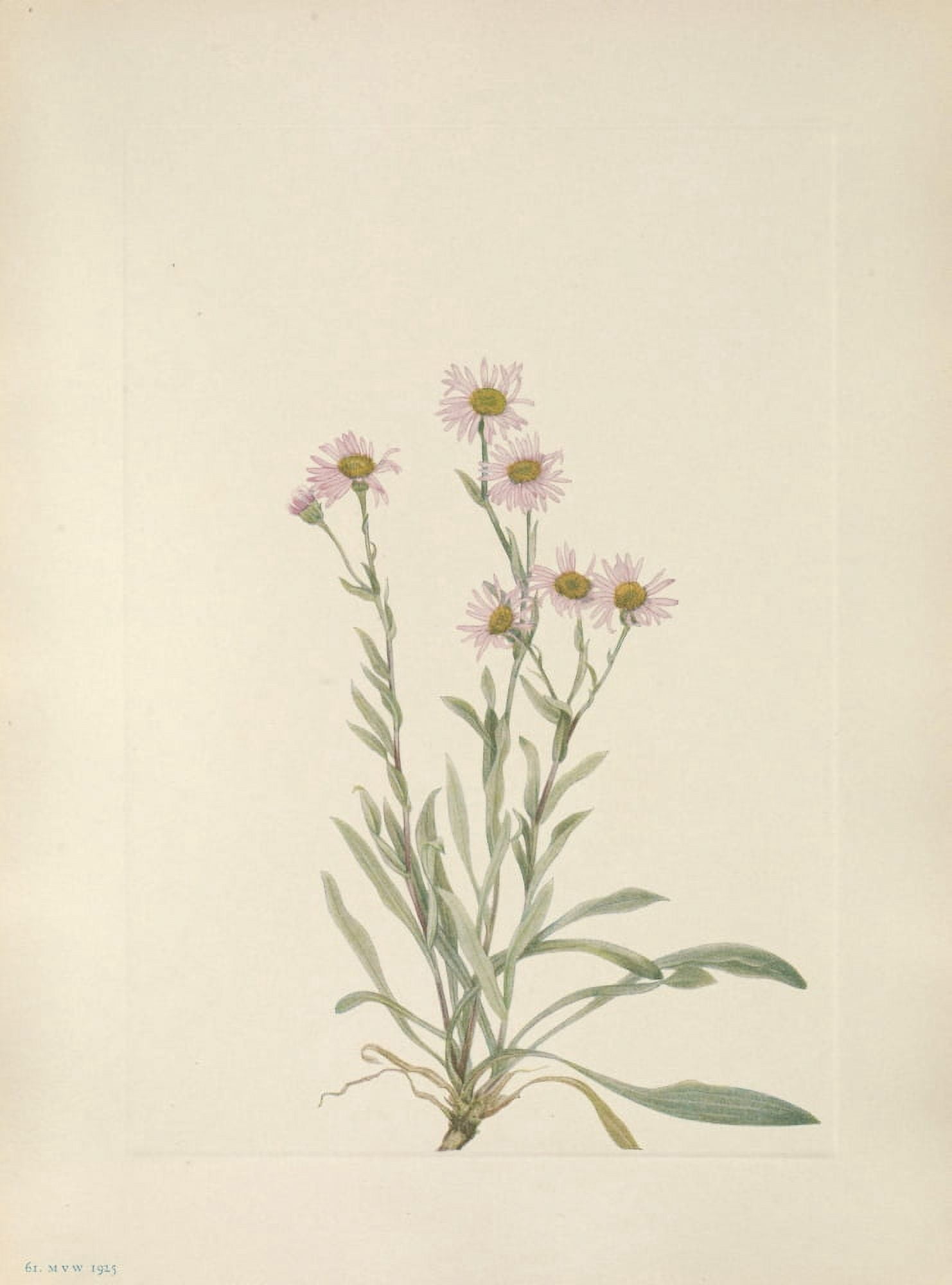 N American Wild Flowers 1925 Pink Fleabane Canvas Art - Mary V Walcott (24 x 36)