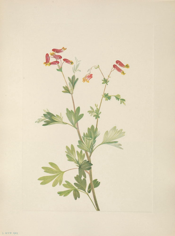 N American Wild Flowers 1925 Pink Fumeroot Canvas Art - Mary V Walcott (24 x 36)